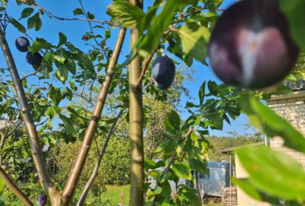 Слива, зображення з вільних джерел