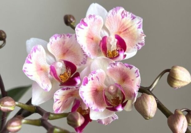 Комнатная орхидея, фото: youtube.com