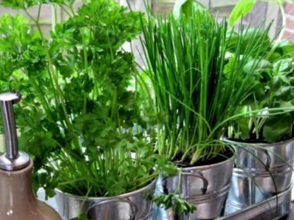 Выращивание петрушки на подоконнике из семян: самый простой способ
