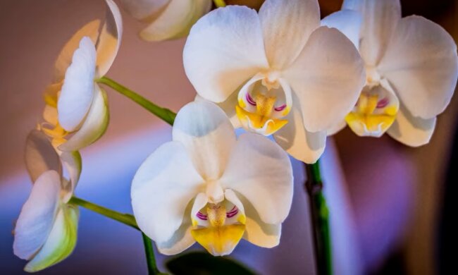 Орхидея. Фото: YouTube