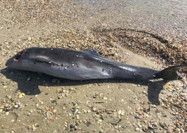 Мертвого дельфина выбросило на берег, фото: youtube.com