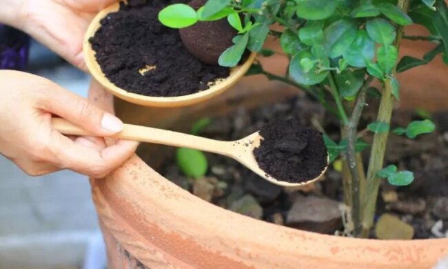 Для чего опытные садоводы собирают кофейную гущу в пакеты и раскладывают по огороду