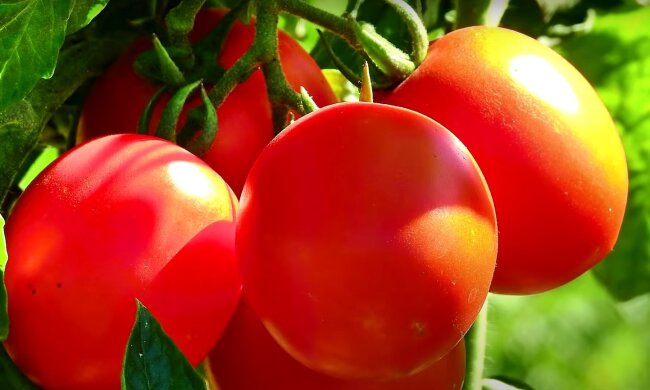 Ви збиратимете їх відрами вже на третій місяць: названо найбільш скоростиглий сорт помідорів