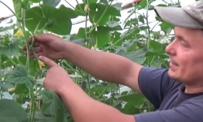 Обрізка огірків, кадр з відео