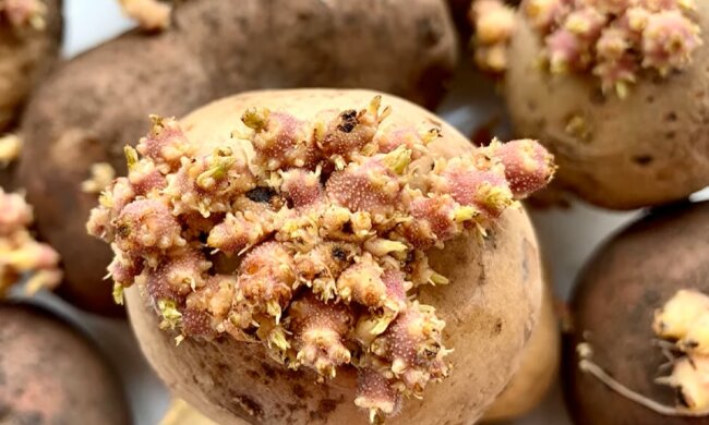 Проросший картофель. Фото: YouTube