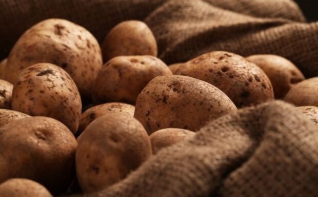 Это вам точно поможет: что нужно сделать, чтобы картошка не прорастала в погребе