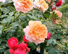 Ваши розы полностью завянут: как ни в коем случае нельзя поливать "королеву сада"