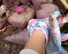 Урожай буряків: скрін з відео