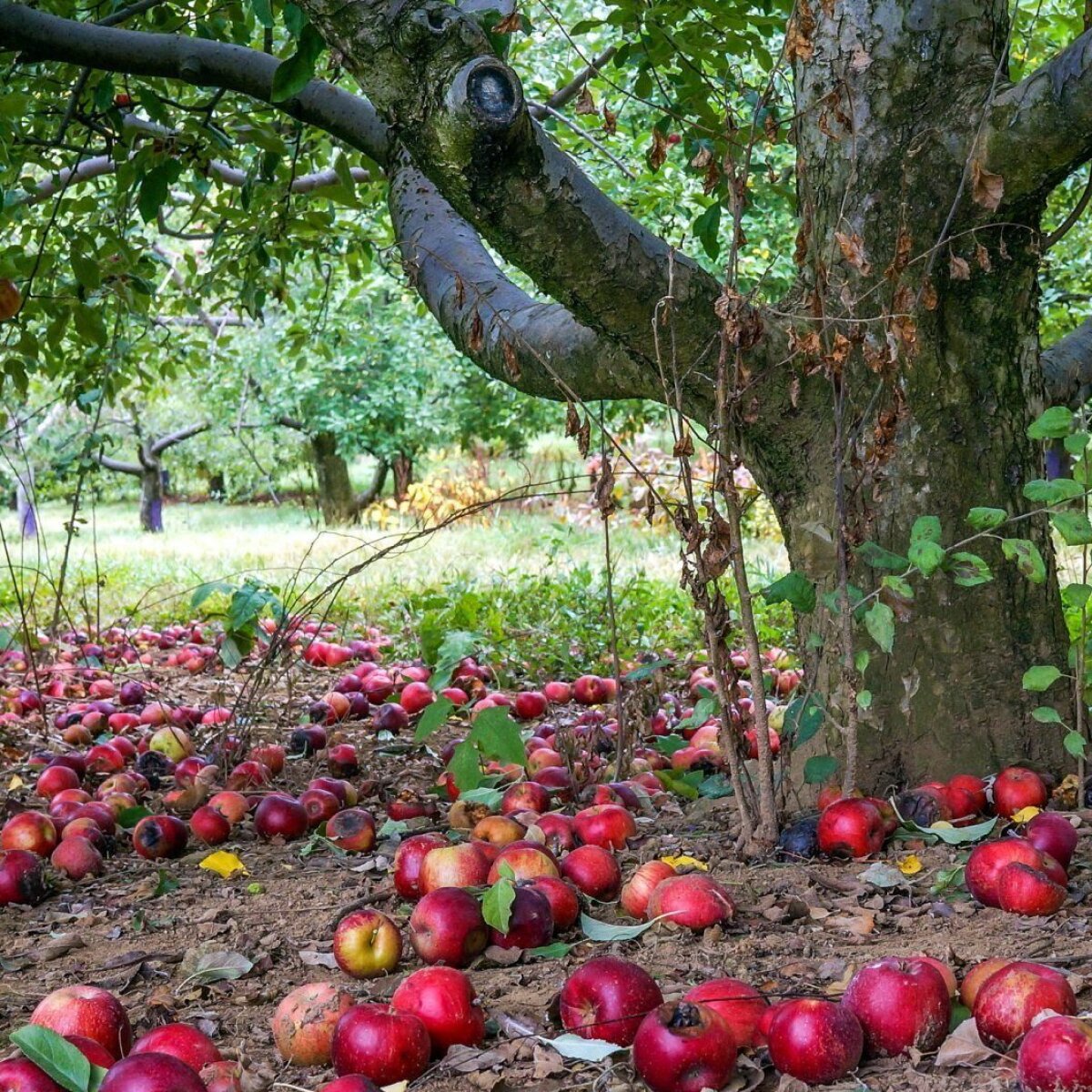 Названы растения, из-за которых яблоки на яблоне будут осыпаться, недозрев. Hyser.com.ua