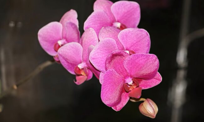 Орхидея. Фото: YouTube