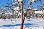 Деревья, зима, кадр из видео