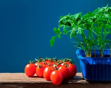 Лише 22 дні: як швидко виростити розсаду помідорів за допомогою простого секрету