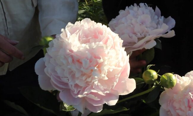 Пишне цвітіння півоній, фото: youtube.com