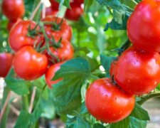 В этом году не выбрасывайте ботву от помидоров: как она может пригодиться на огороде