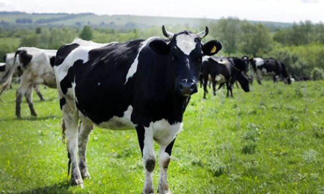 Украинцам, у которых есть пчелы и коровы, выдадут госпомощь