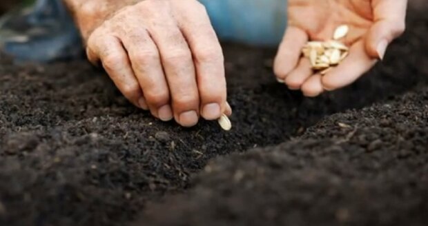 Строки посадки насіння кабачків у землю