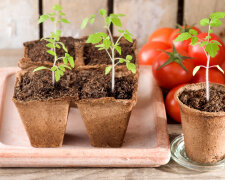 Чи не пропустіть цей термін: коли потрібно сіяти помідори на розсаду в березні. Що говорить місячний календар