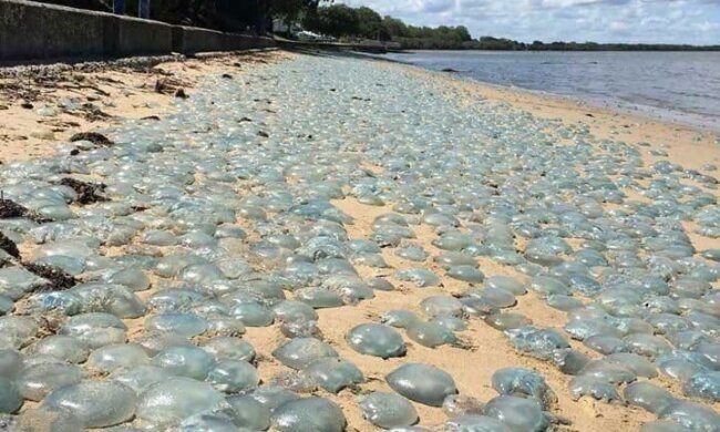 Побережье Азовского моря усеяли тысячи медуз, фото: Популярная механика