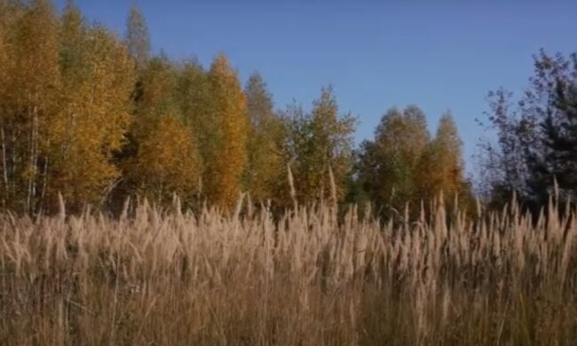 Теплая осень: скрин с видео