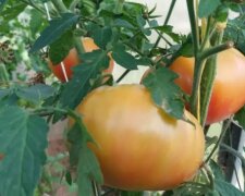 Томати, фото із соцмереж