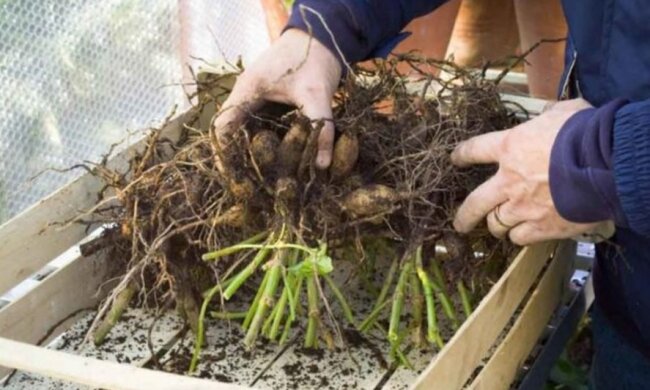 Уход за цветами осенью, фото: youtube.com