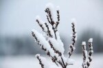 Снег на огороде, кадр из видео