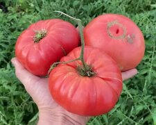 Как правильно поливать помидоры в жару, чтобы они не выросли толстокожими и кислыми: важные правила