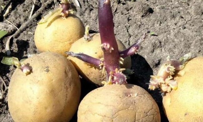 Від урожаю буде льох ломитися: як правильно проростити картоплю перед посадкою. Так робили за старих часів