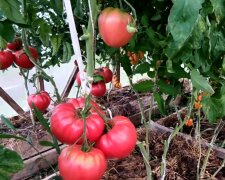 Чем нужно подкормить помидоры, чтобы они не были толстокожими и чтобы не скручивались листья