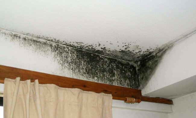 Ці поради вам точно допоможуть: як позбутися плісняви ​​на стінах квартири.