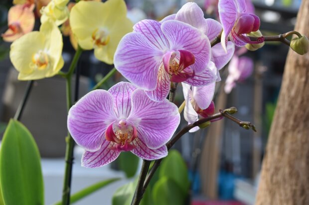 Метод двох тижнів: що потрібно зробити, щоб орхідея шикарно цвіла цілий рік