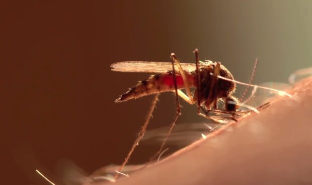 Боевые украинские комары. Фото: YouTube