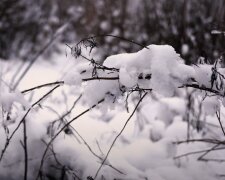 Дерево в снігу. Фото: YouTube, скрін