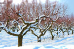 Снігопад у саду, фото: youtube.com