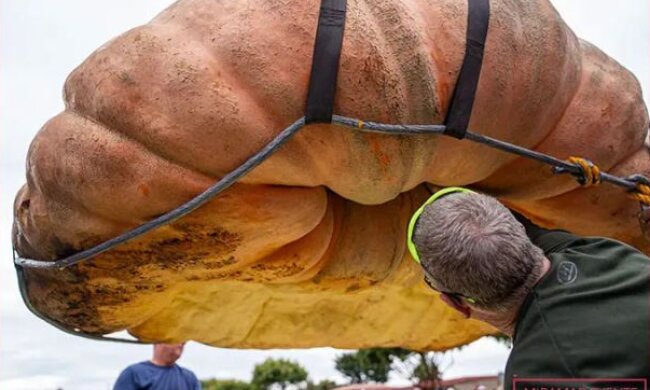 Найбільший гарбуз у світі