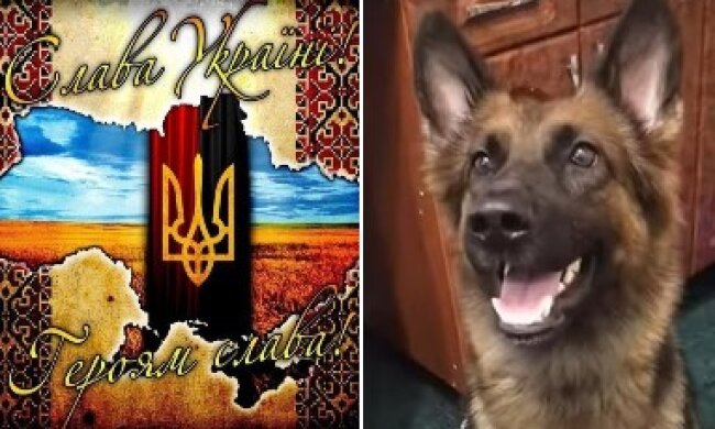 «Рядовий Гавченко»: пес прикордонників, відповідаючи на «Слава Україні», став хітом TikTok. Відео