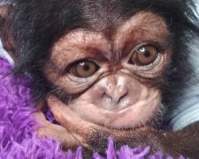 Кот с лапами лягушки, рука помощи от шимпанзе: забавные фото животных в необычных ситуациях