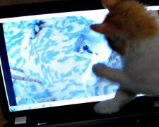 Ноутбук и кот. Фото: скриншот YouTube-видео.