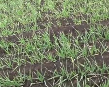 Всходы зерновых, фото: скриншот You Tube