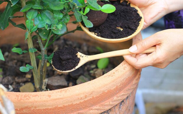 Не вздумайте выбрасывать: какие растения очень любят удобрение в виде кофейной гущи