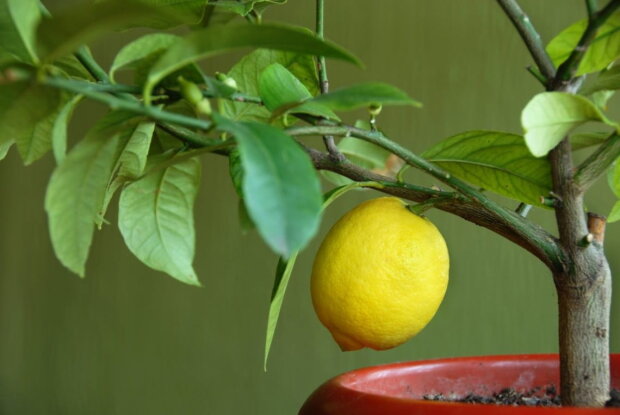 Не выбрасывайте кожуру от лимона, а копите ее на весну: как сделать простое удобрение для сада и огорода