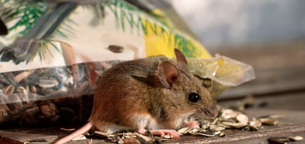 Мишоловка не знадобиться: як позбутися мишей у гаражі або на дачі. Перевірені способи