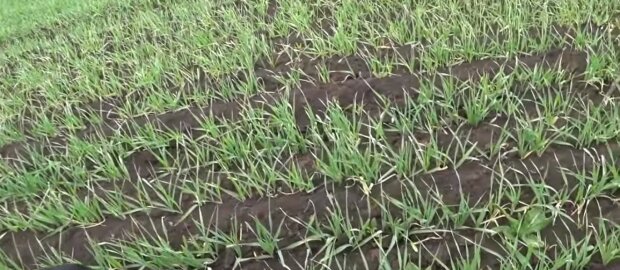 Всходы зерновых, фото: скриншот You Tube