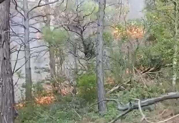 Пожежа в лісі біля "палацу путіна", кадр з відео
