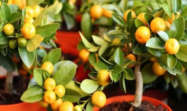 Удивите своих родных и близких: как из косточки вырастить дома мандариновое дерево
