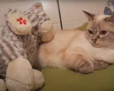 Кіт і іграшка. Фото: скріншот YouTube-відео