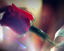 Холосятк 14 сезон