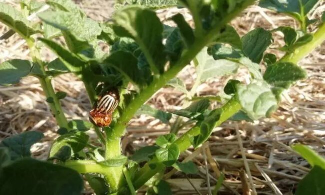 Колорадський жук, зображення з вільних джерел