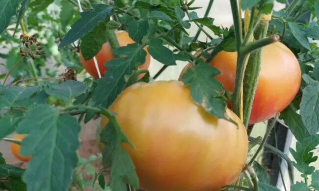 Томати, фото із соцмереж