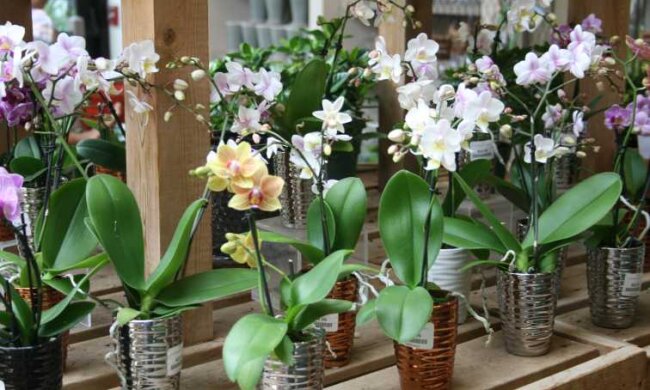 Орхидея будет пышно цвести: что не любят эти цветки. Ошибки, которые многие повторяют
